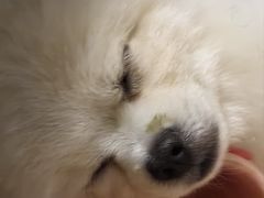 -佳雯宠物医院·皮肤科·内外科(春晓路分院)