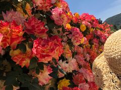 -名花谷生态庄园