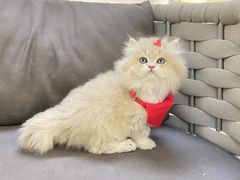 -lincat·猫舍(广州店)