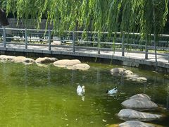 -莲湖公园