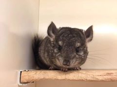 -龙猫仔乐园(惠福东路店)