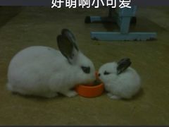 -猫猫幼稚园·撸猫·桌游·电玩