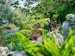 -东莞植物园
