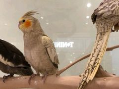 -momokira米努特·德文卷毛猫·棉花面纱犬