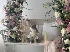 -INSDREAM FLOWER 鲜花预定·花艺培训