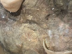 -新加坡飞禽公园