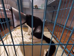 -凯特喵百思猫专科医院