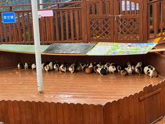 -西霞口神雕山野生动物世界