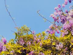 -西南交通大学(九里校区)