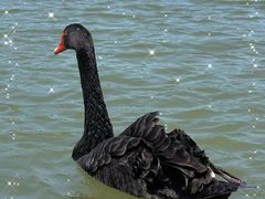 -昆山城市生态森林公园