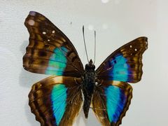 -上海昆虫博物馆