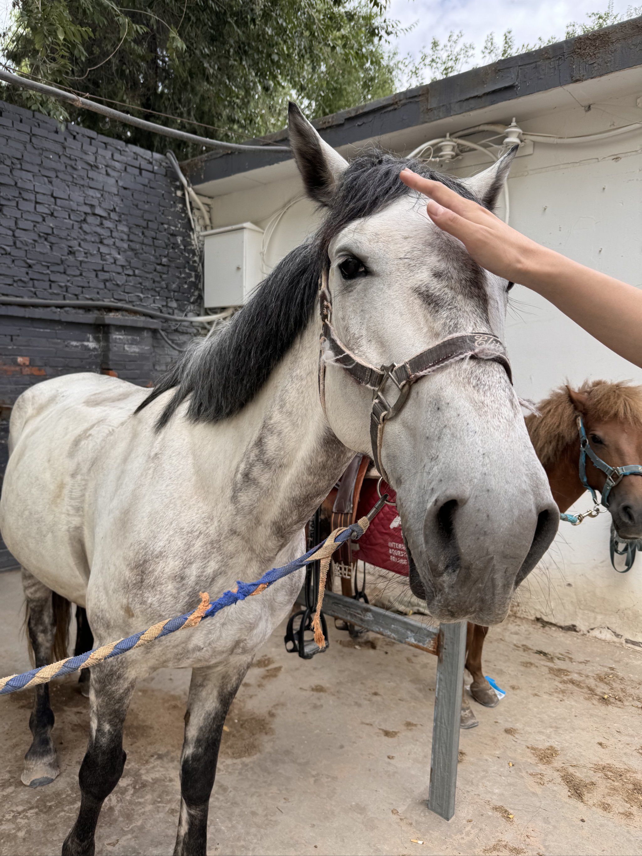 跟你说你不一定信,周末我去骑大马了