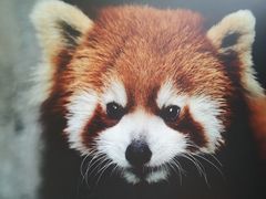 -成都大熊猫繁育研究基地