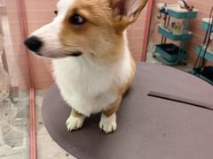 -FAELING PETS美天灵宠物(合生汇店)