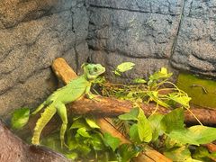 -上海大自然野生昆虫馆