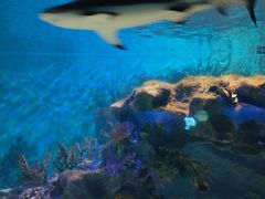 -海合安武汉极地海洋公园