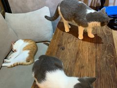 -松果猫咖(桐乡吾悦金街店)
