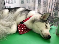 -Husky Go! 哈士奇体验馆·宠物咖啡厅狗咖