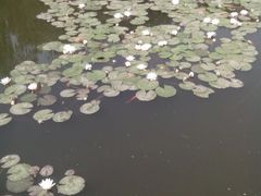android_upload_pic-文瀛公园