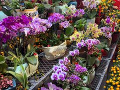 -越秀西湖花市(广州城市广场花卉店)