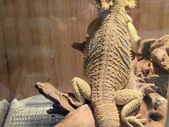 -酷以爬仙阁实体爬宠店·守宫·蜥蜴·专业繁育