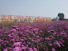 -北京东方普罗旺斯薰衣草庄园