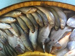 小芳海鲜厅-合家小菜餐馆(新诚花苑店)