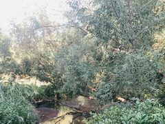 -大亚湾红树林城市湿地公园