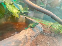 -上海大自然野生昆虫馆(东方明珠·爬宠昆虫探索中心)