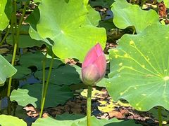 -石家庄市植物园