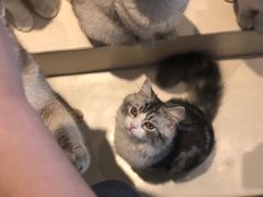 -飞行喵MR PILOT|猫舍·猫咖(静安大融城店)