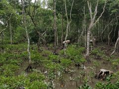 -东寨港红树林旅游区