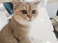-飞行喵MR PILOT|猫舍·猫咖(静安大融城店)