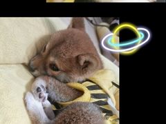 -逗柴咖啡屋·狗咖猫咖宠物桌游