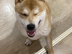 -南京Hallo宠物乐园·哈罗犬舍·柴犬繁育基地