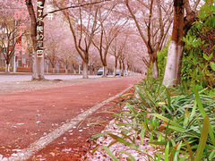 -高东镇樱花园