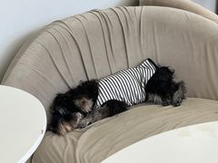 -怪兽屋·羊驼·猫咖·狗咖(俊华广场店)