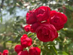 -南通鲜花小镇