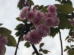 -嘉定紫藤园