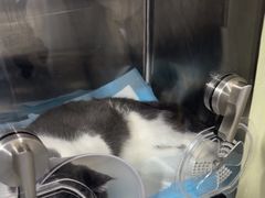 -四月宠物医院·猫专科·心脏专科·内科(转塘店)