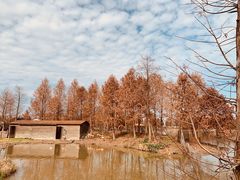 -宁波杭州湾国家湿地公园