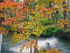 -合肥滨湖国家森林公园