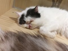 -屋虎猫馆(宝安大仟里店)