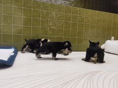 -帕帕拉兹宠物(亚洲旗舰店)