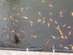 -青岛森林野生动物世界