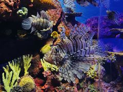 -上海海洋水族馆