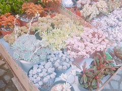 -曲阳花鸟市场(曲阳路店)