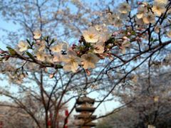 -武汉大学-樱园