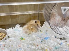 -Pets First伊珊娜洗护·精致美容·家庭式寄养(新会路店)