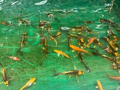 -北京市海淀外国语实验学校